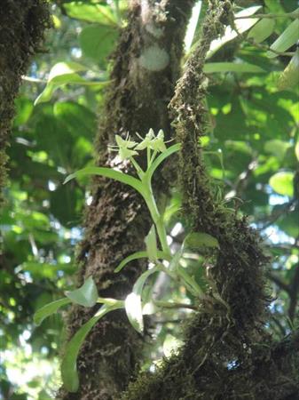  Photo: Epidendrum boricuarum.JPG