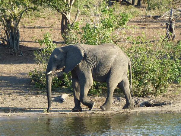 &url=http://www.lavoixdukokopelli.com/Nos%20voyages/Nos%20voyages.html Photo: Botswana