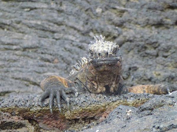 &url=http://www.lavoixdukokopelli.com/Nos%20voyages/Nos%20voyages.html Photo: Galapagos