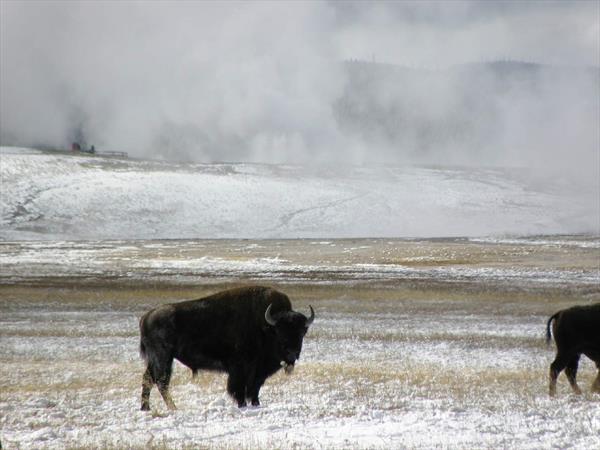 &url=http://www.lavoixdukokopelli.com/Nos%20voyages/Nos%20voyages.html Photo: USA Yellowstone