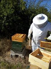 Mes Abeilles récolte de miel 