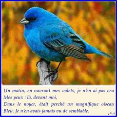 L'oiseau bleu