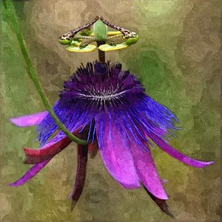  Photo: img._FotoSketcher.jpg