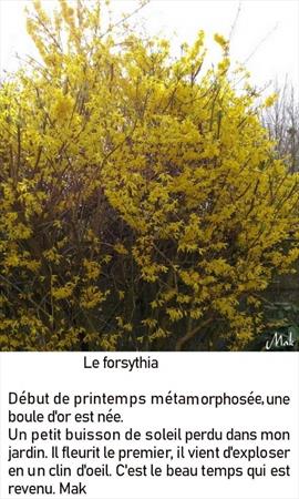  Photo: Le forsythia.jpg