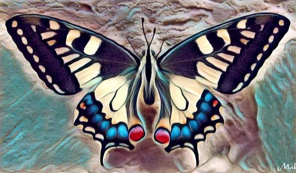  Photo: papillon.jpg
