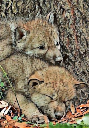  Photo: petits loup.jpg