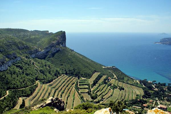  Photo: vignobles_cassis.jpg