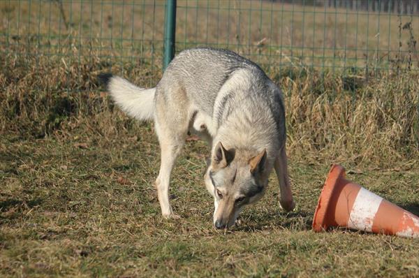  Photo: legend of wolf 25122017 (23).JPG