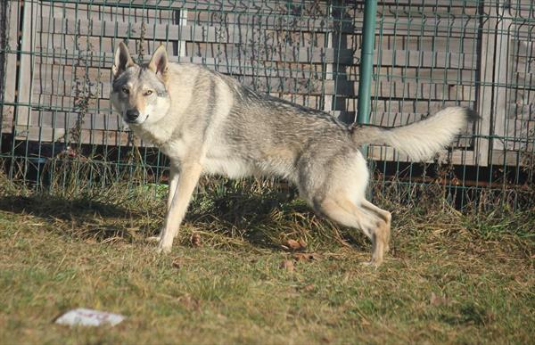  Photo: legend of wolf 25122017 (26).JPG