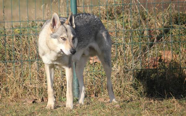  Photo: legend of wolf 25122017 (30).JPG
