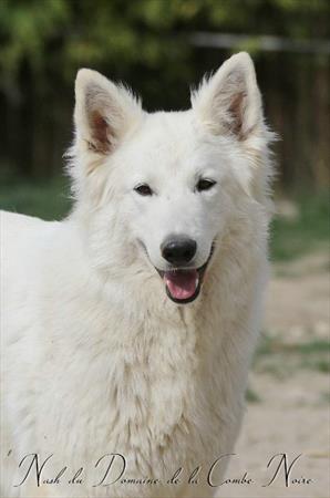  Photo: nash (2).JPG