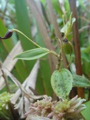 Orchidées sauvages