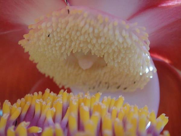  Photo: Boulet de canon (Couroupita guianensis)