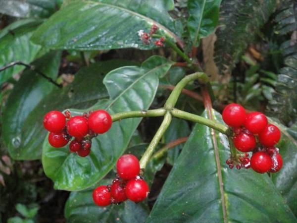  Photo: Café bois (Psychotria uliginosa)