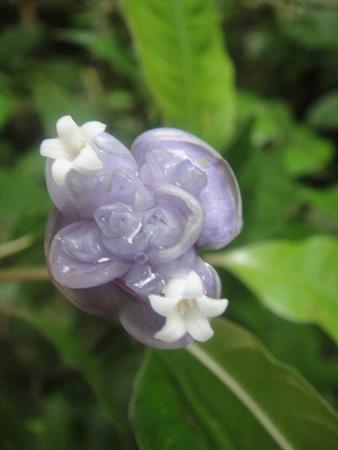  Photo: Fleur de graine bleue (Psychotria urbaniana)