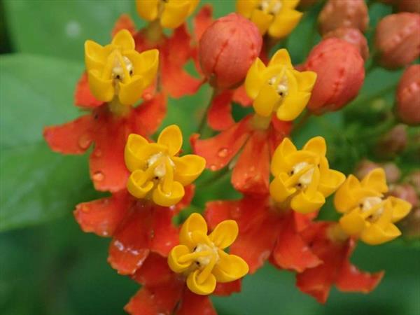  Photo: Fleur de calypso (Asclepia sp)