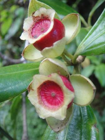  Photo: Goyavier rose (Blakea pulverulenta)