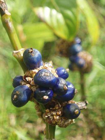  Photo: Graine bleue montagne (Psychotria aubletiana)