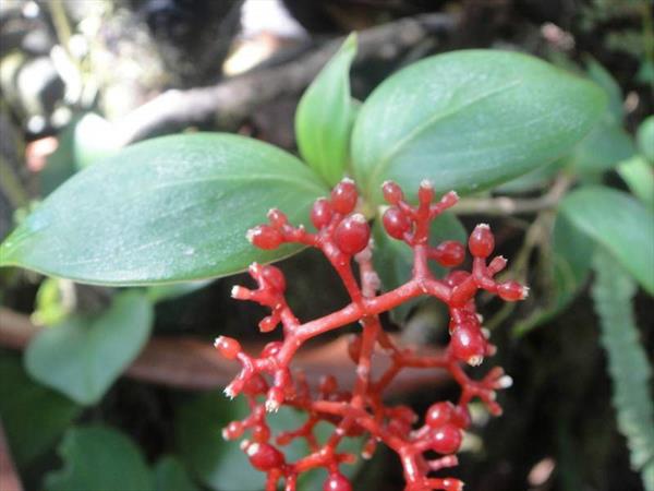  Photo: Graine rouge montagne (Psychotria guadeloupensis)