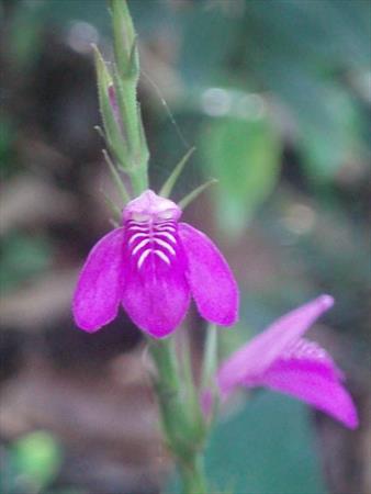  Photo: Grande violette (Justicia carthaginensis)