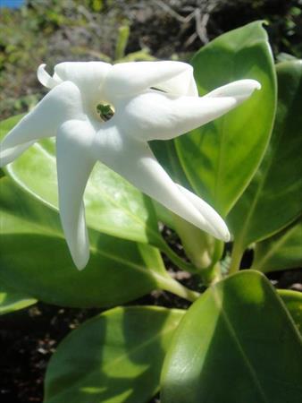  Photo: Jasmin-bois (Hillia parasitica)