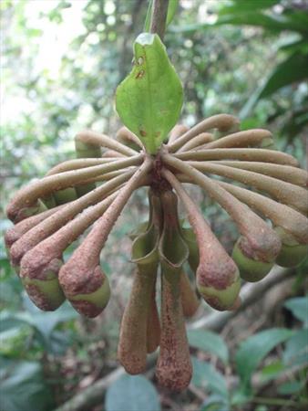  Photo: liane bois-couilles (Marcgravia umbellata)