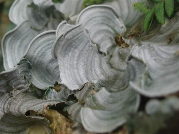  Photo: Lichen Caca poule (Cora pavonima)