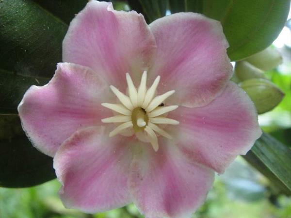  Photo: Neflier du mexique (Bellucia grossularioides)