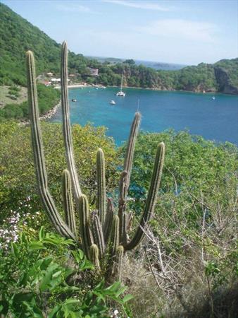  Photo: Cactus cierge (Pilosocereus royeni)