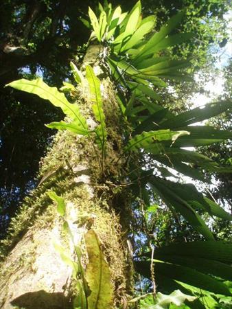  Photo: Plantes épiphytes