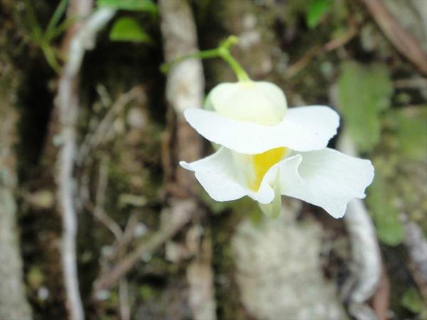  Photo: Utricularia alpina