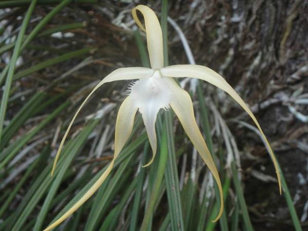  Photo: Brassavola cucullata