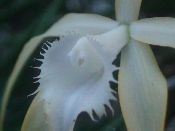  Photo: Brassavola cucullata (détail)