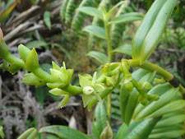  Photo: Epidendrum dendrobioides