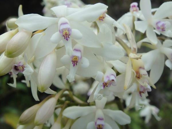  Photo: Epidendrum patens