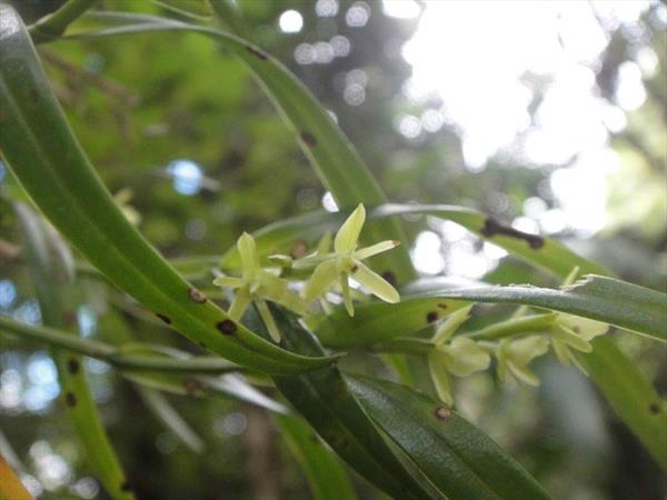  Photo: Epidendrum ramosum