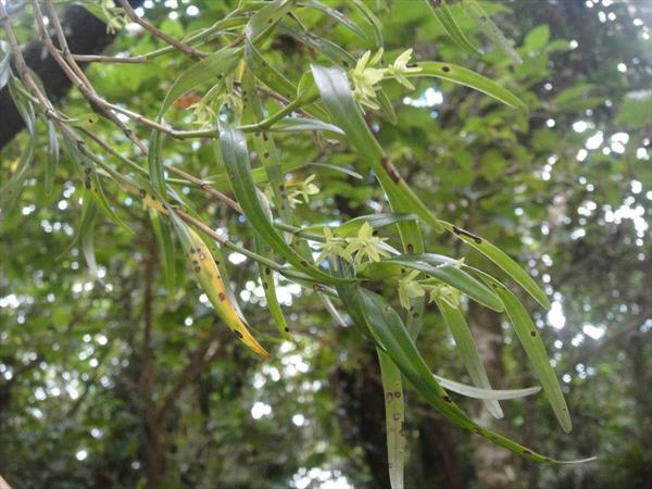  Photo: Epidendrum ramosum