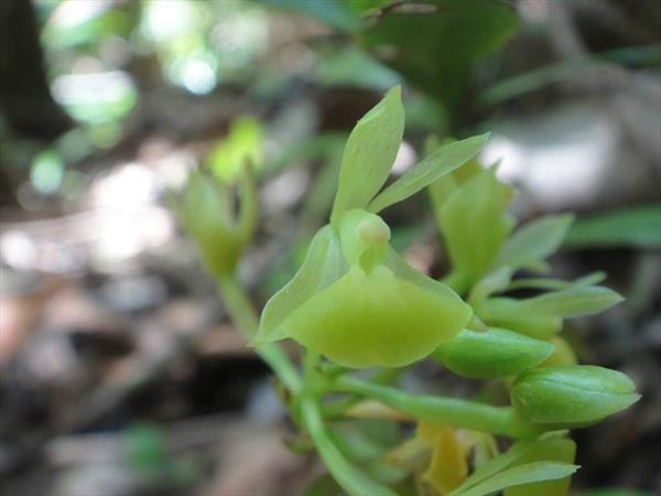  Photo: Epidendrum rigidum
