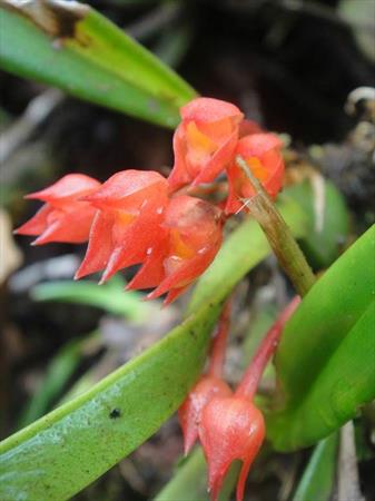  Photo: Maxillaria coccinea