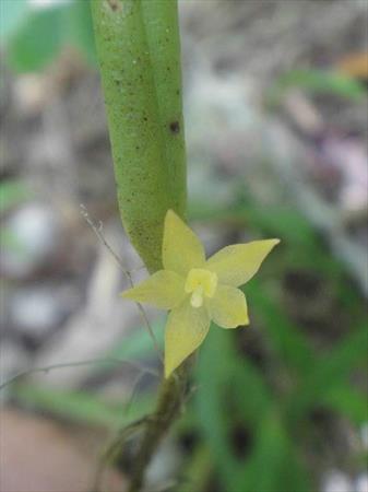  Photo: Octomeria graminifolia