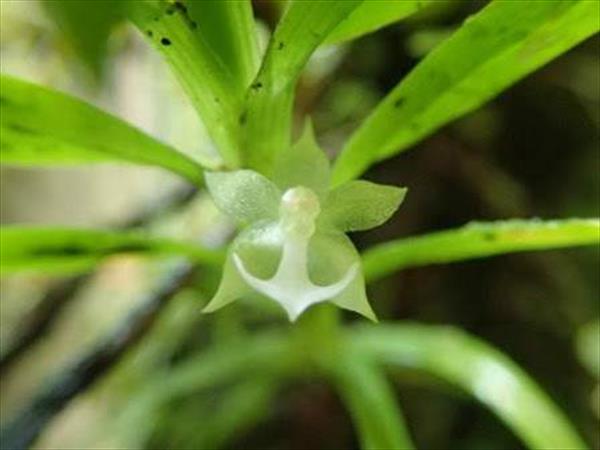  Photo: Orchidée mille-pattes (Dichaea hookeri)