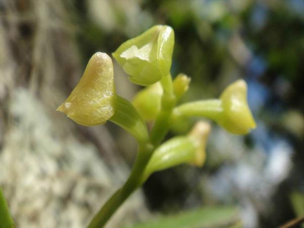  Photo: Polystachya concreta (fleur en forme de casque)