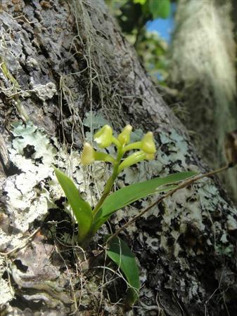  Photo: Polystachya concreta