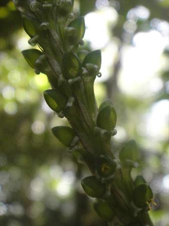  Photo: Prescottia stachyodes (détail)