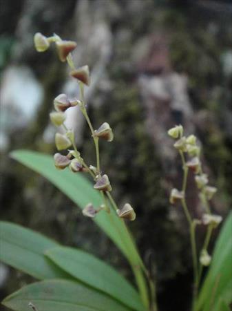  Photo: Stelis ophioglossoides