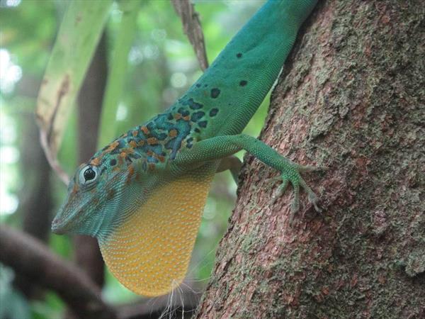  Photo: Anolis avec son fanon gulaire déployé