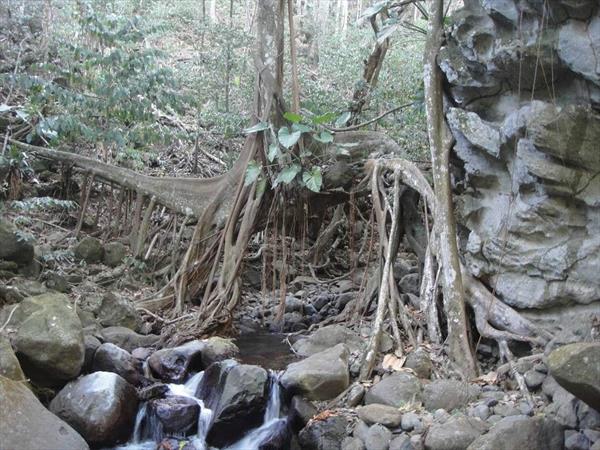  Photo: un figuier qui enjambe une rivière