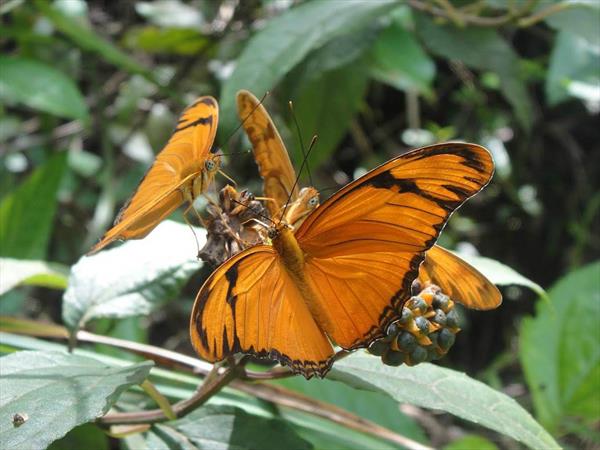  Photo: Papillon flamme (Dryas iula)