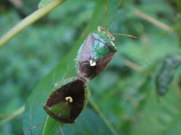  Photo: Punaise (Edessa bifida)