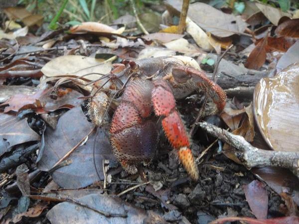  Photo: un bernard l'hermite sans sa coquille